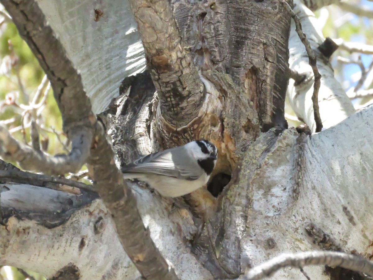 Mountain Chickadee - ML327619801