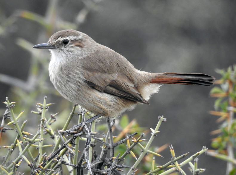 Band-tailed Earthcreeper - ML327620191