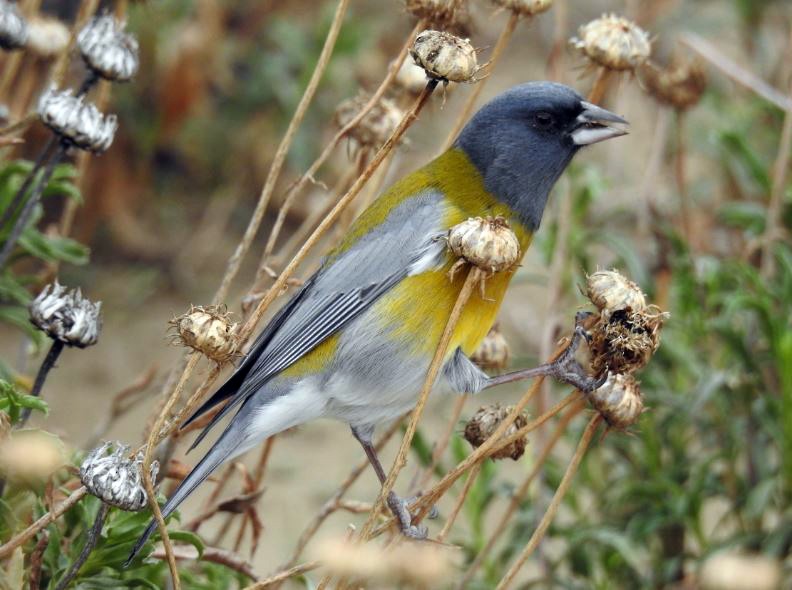 Gray-hooded Sierra Finch - ML327620851