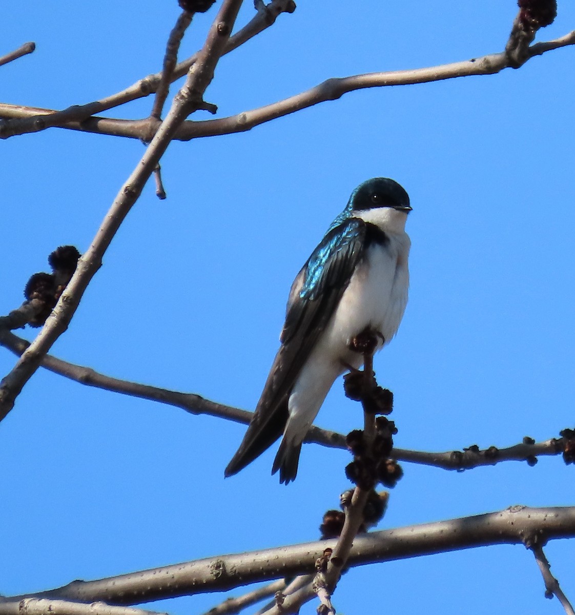 Tree Swallow - ML327621331