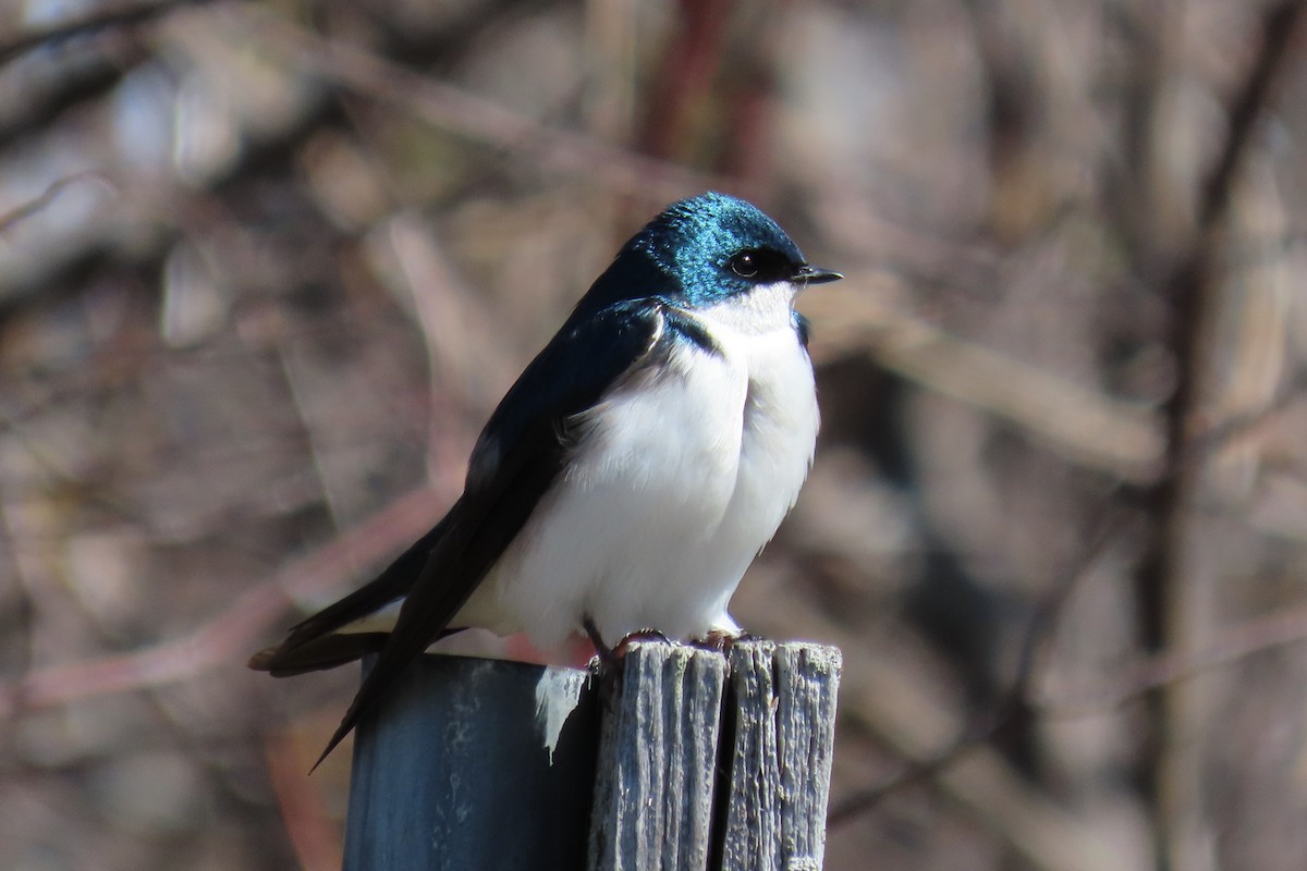 Tree Swallow - ML327621421