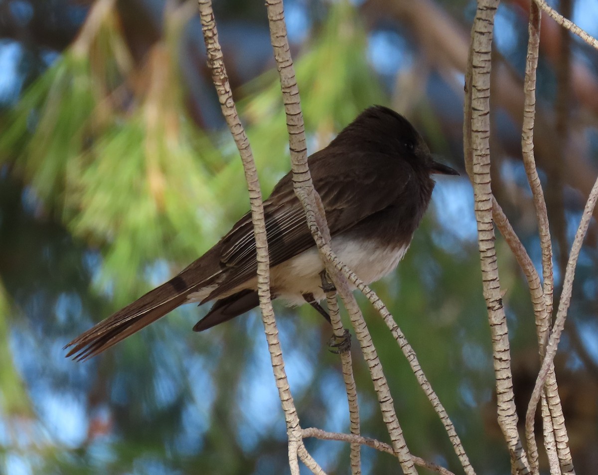 Black Phoebe - ML327621871