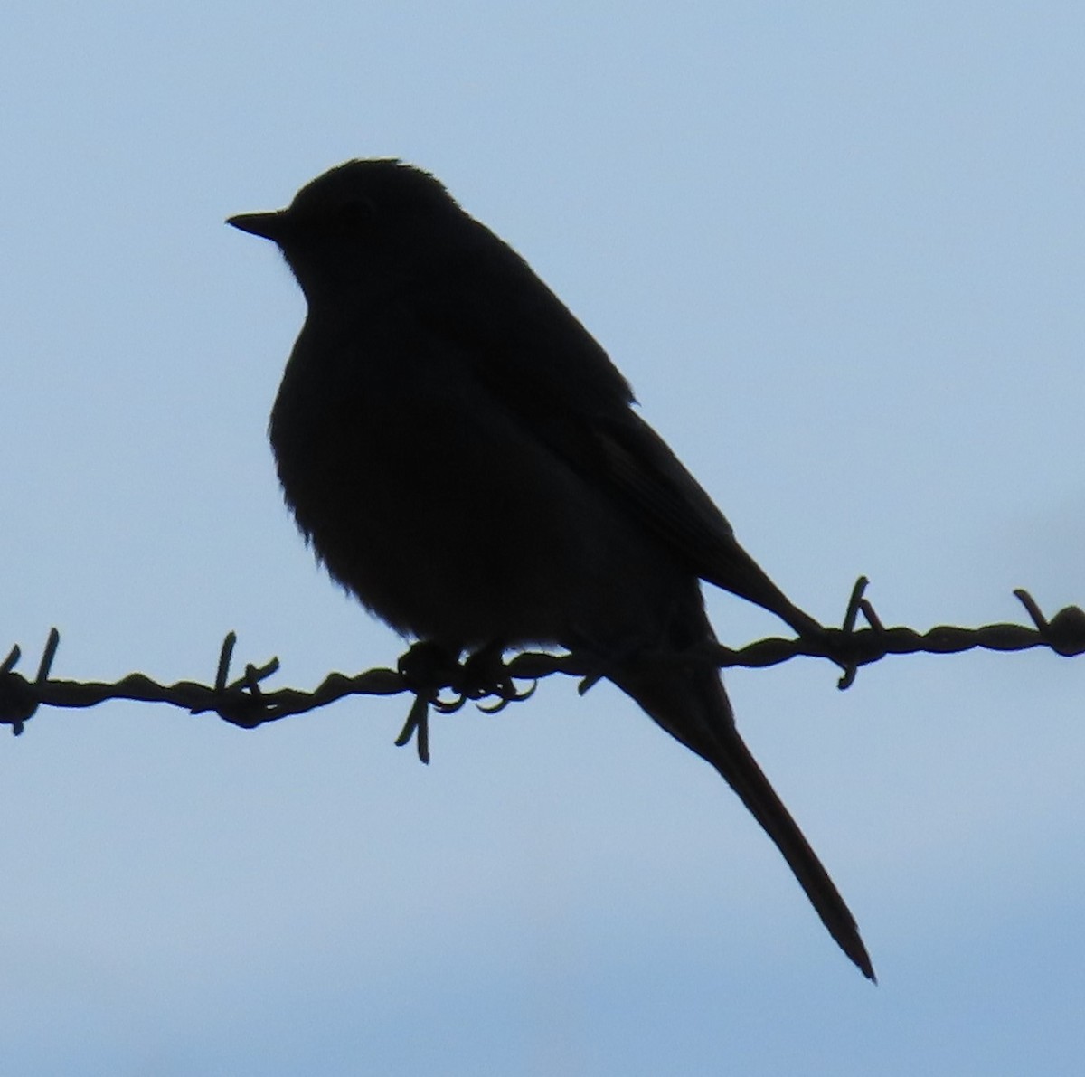 Townsend's Solitaire - Pamela Stones