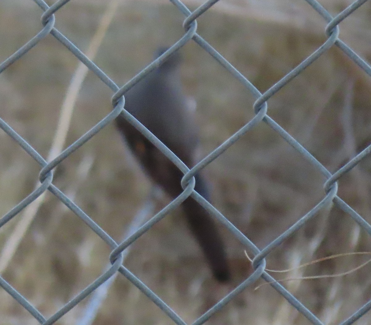 Townsend's Solitaire - ML327622421