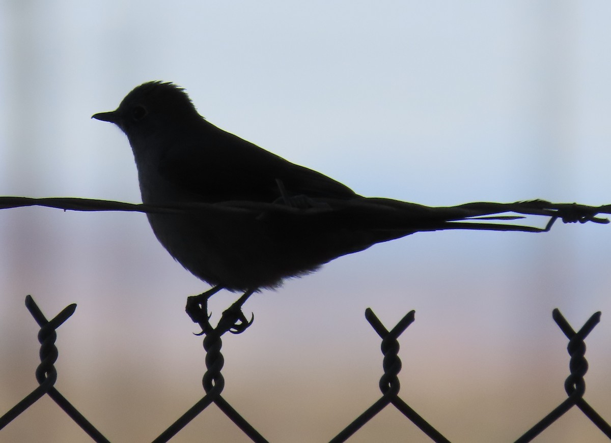 Townsend's Solitaire - ML327622431