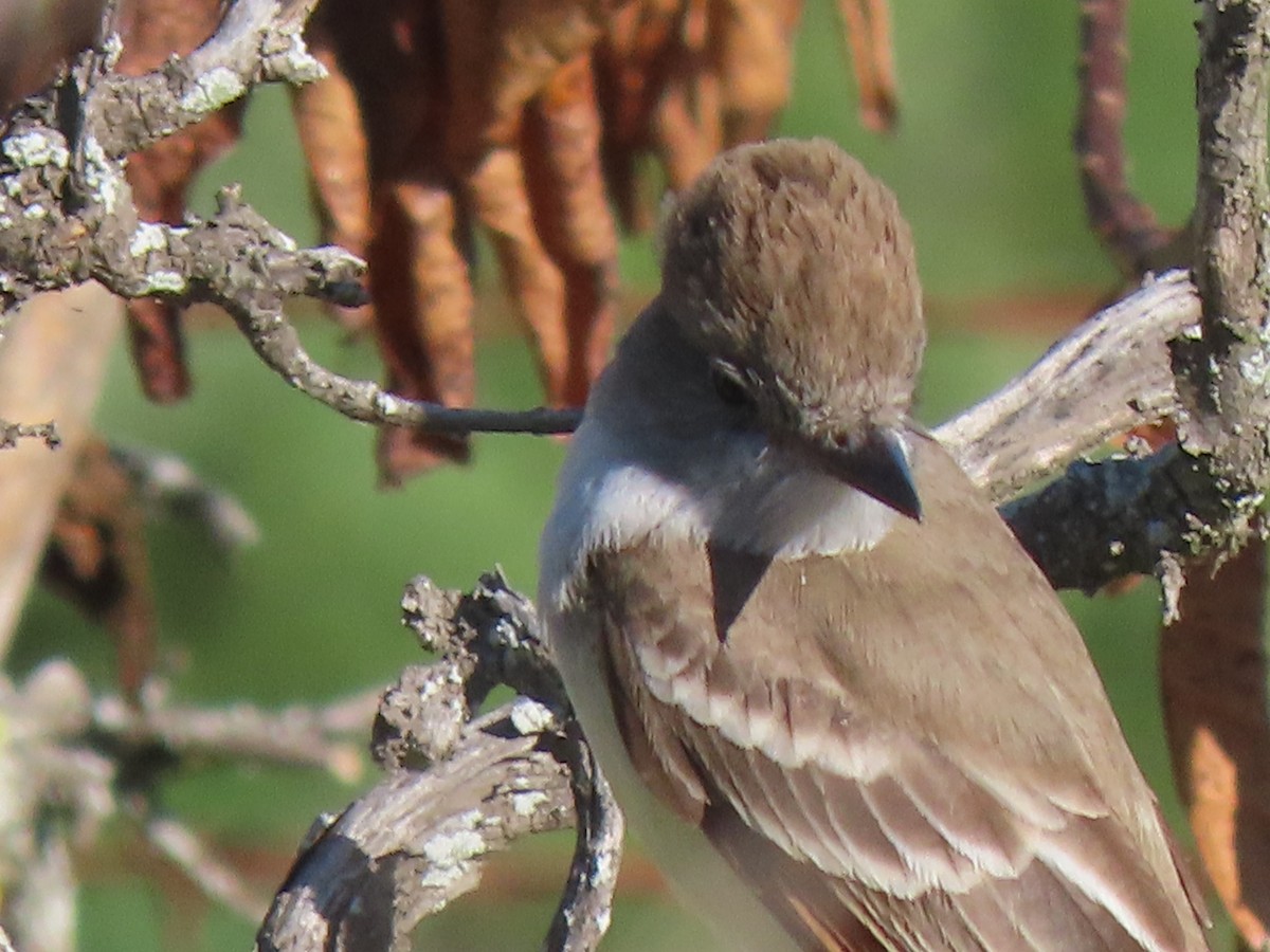 Ash-throated Flycatcher - ML327622441