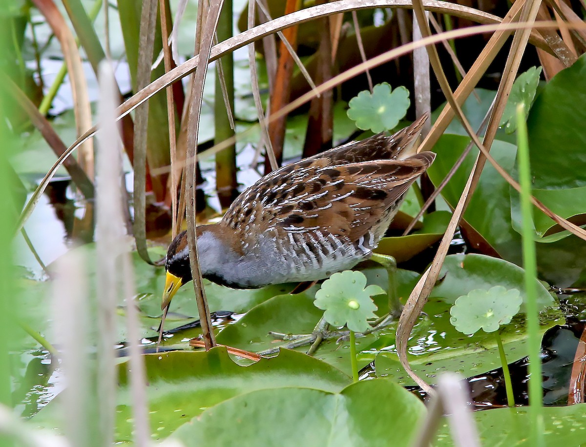 Sora - Brad Bergstrom