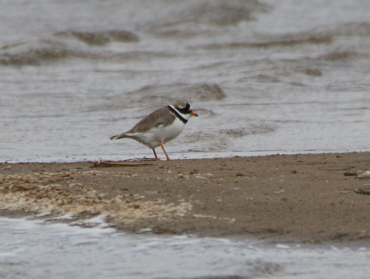 Common Ringed Plover - ML327624401
