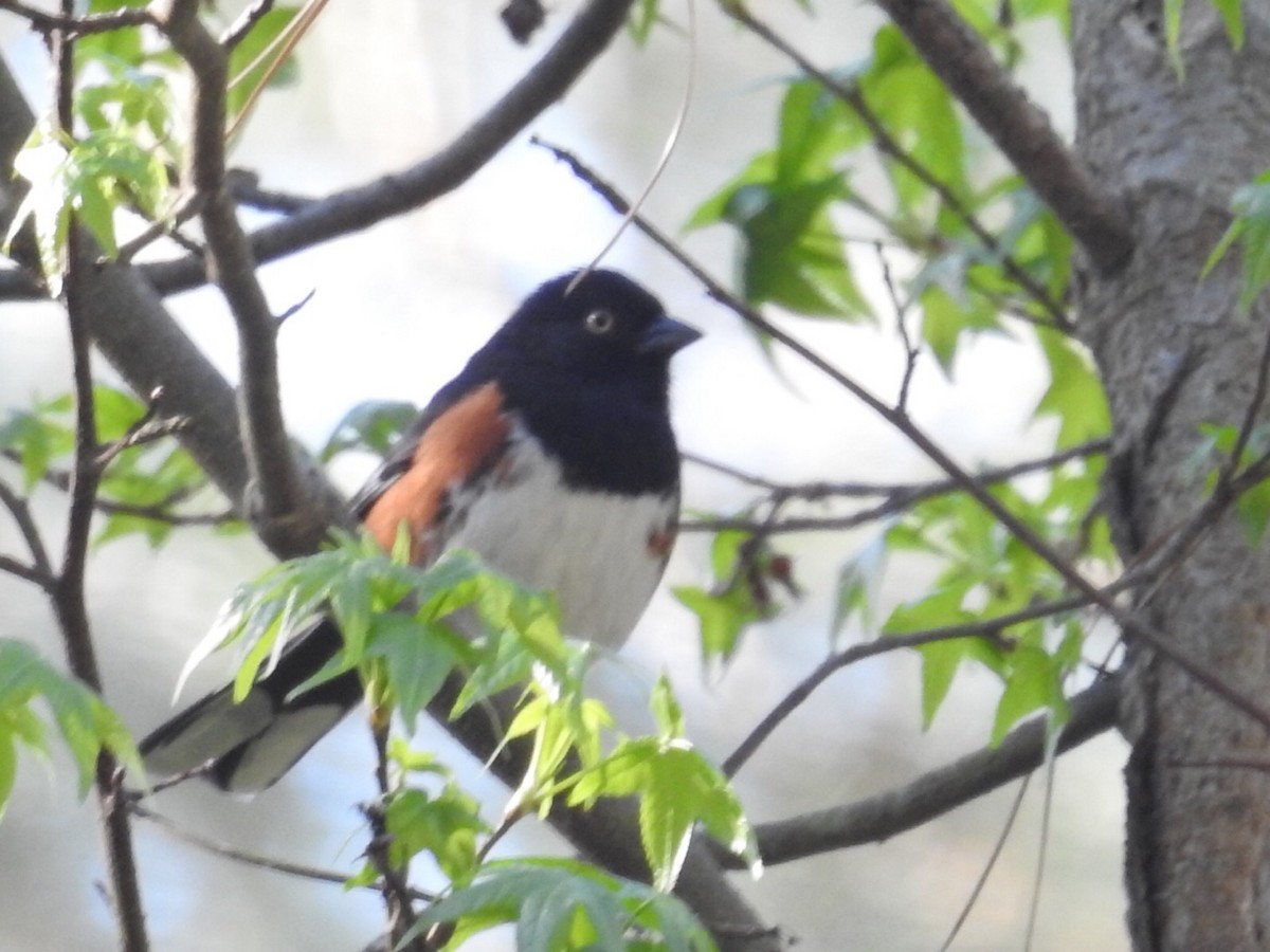 Eastern Towhee (White-eyed) - ML327624891
