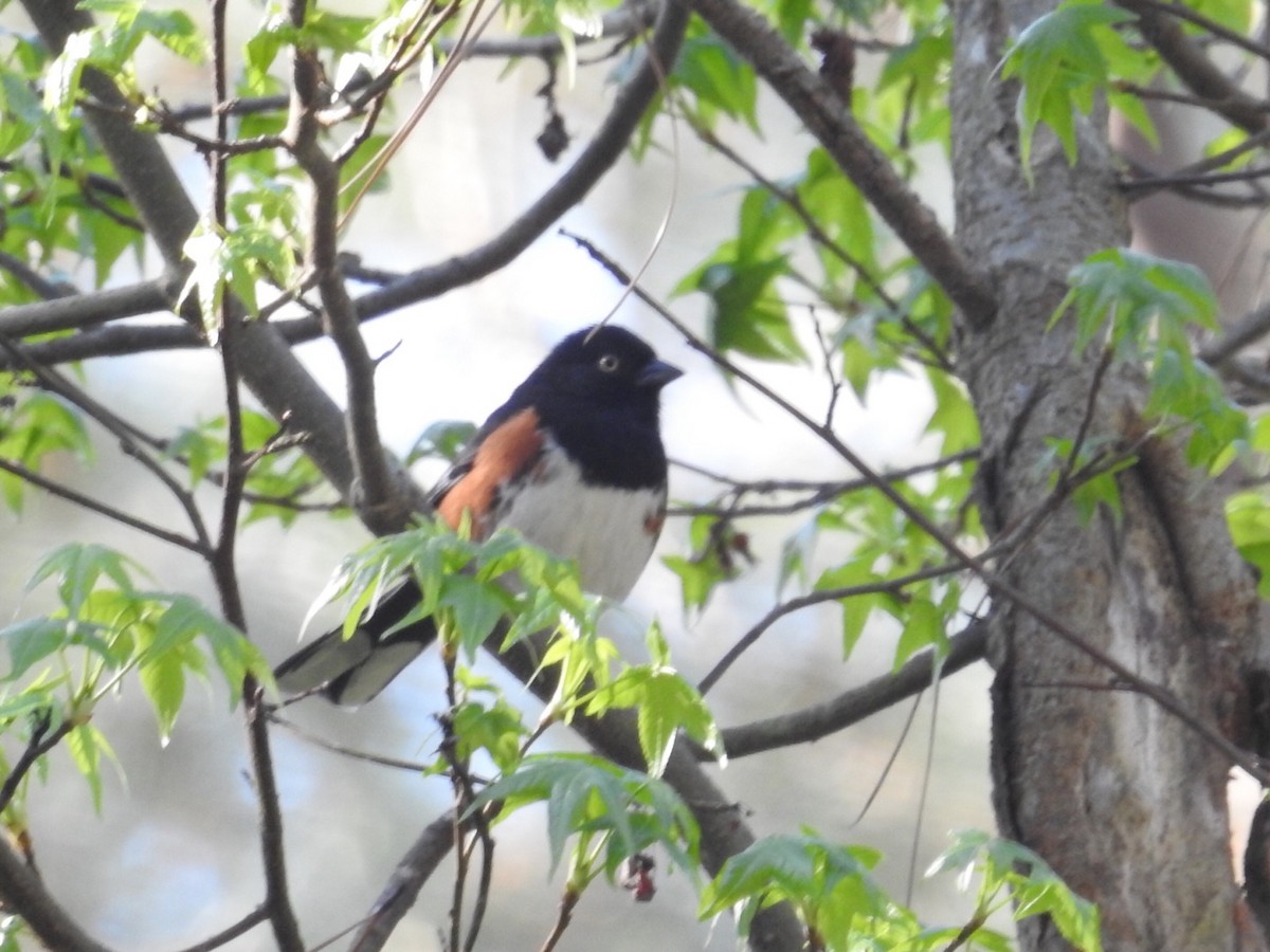 Eastern Towhee (White-eyed) - ML327624901