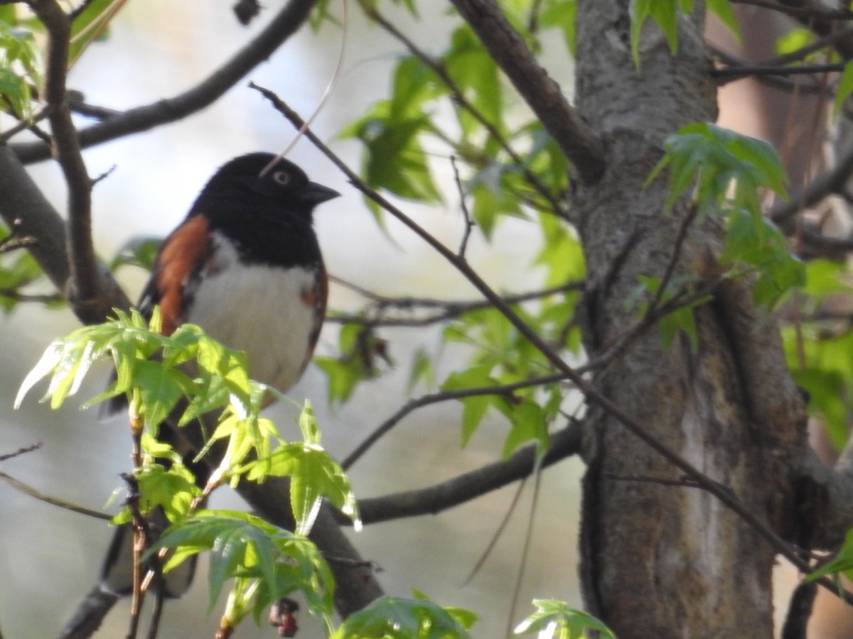 Eastern Towhee (White-eyed) - ML327624911