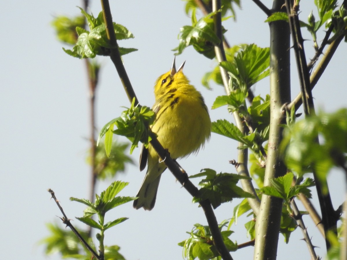 Prairie Warbler - ML327625581