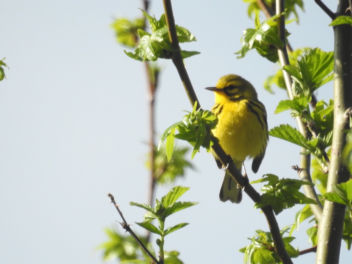 Prairie Warbler - ML327625601
