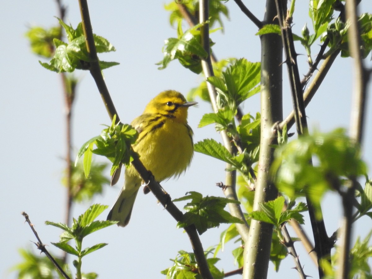Prairie Warbler - ML327625621