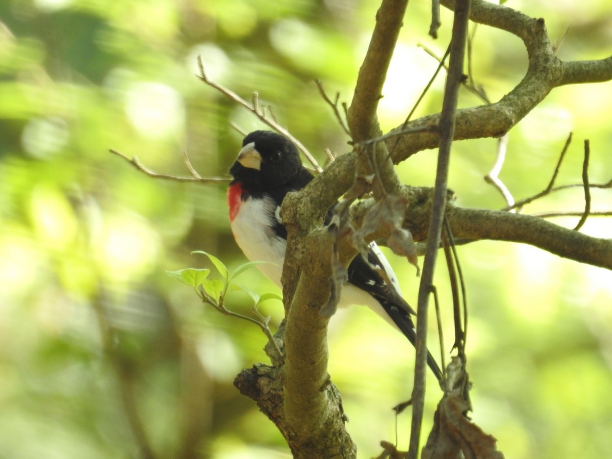 Rose-breasted Grosbeak - ML327626091