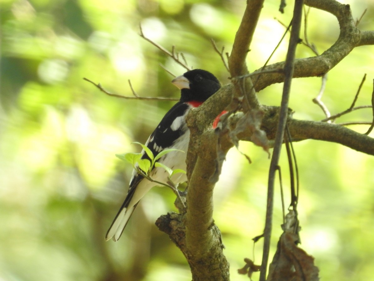 Rose-breasted Grosbeak - ML327626101