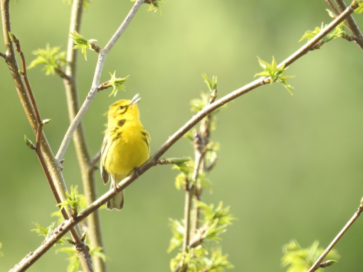 Prairie Warbler - ML327627341