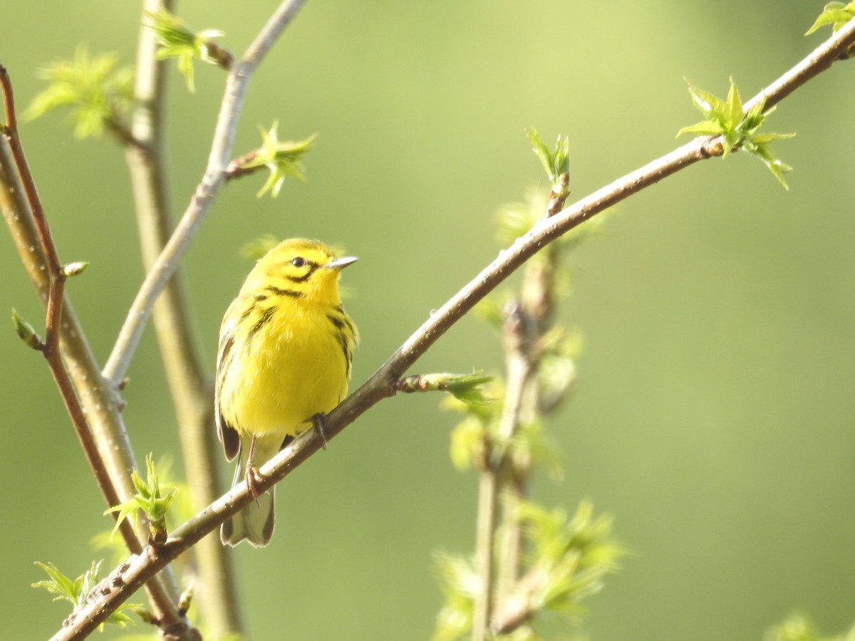 Prairie Warbler - ML327627351