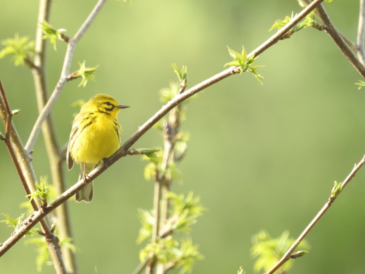 Prairie Warbler - ML327627361