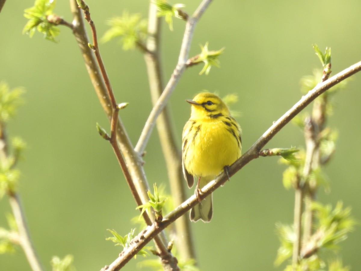 Prairie Warbler - ML327627371