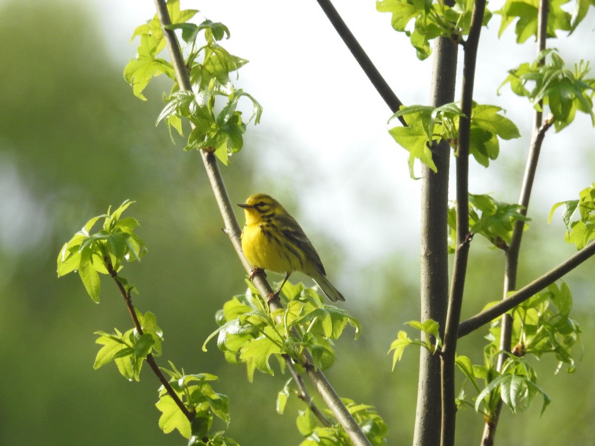Prairie Warbler - ML327627381