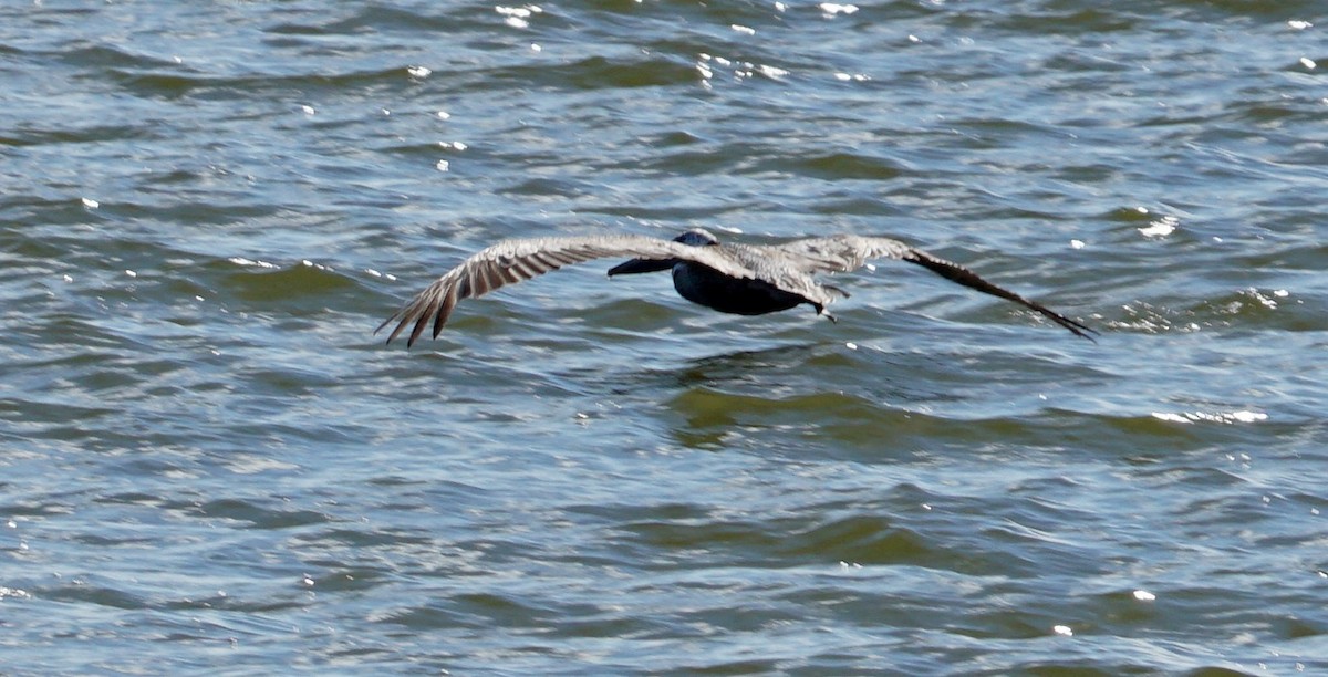 Brown Pelican - Doreen LePage