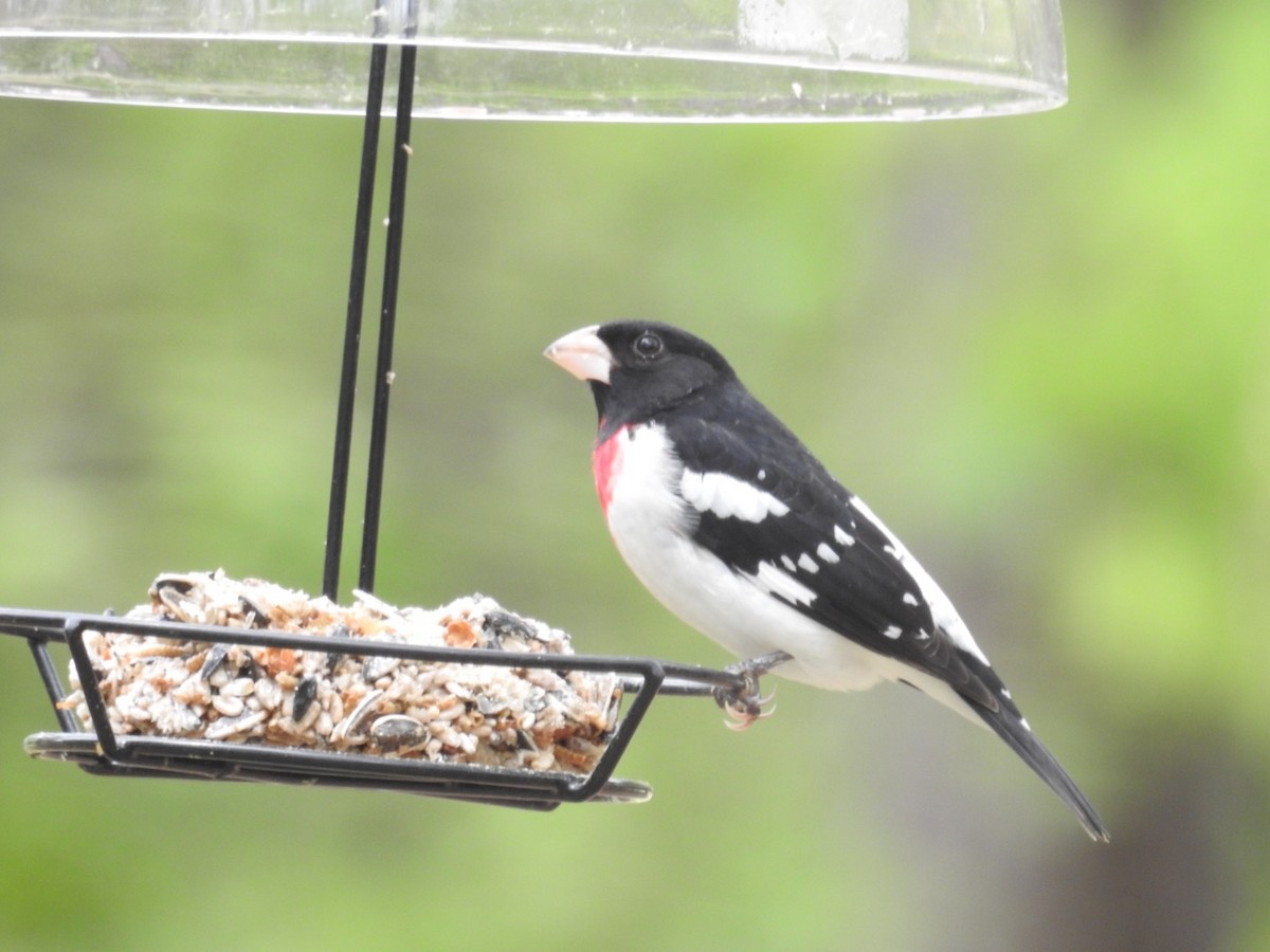 Rose-breasted Grosbeak - ML327627651