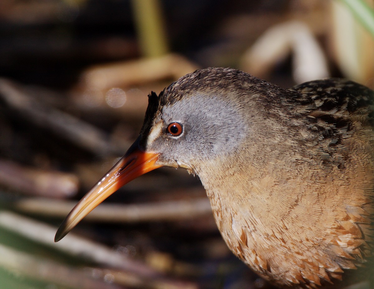 Virginia Rail - ML327629101