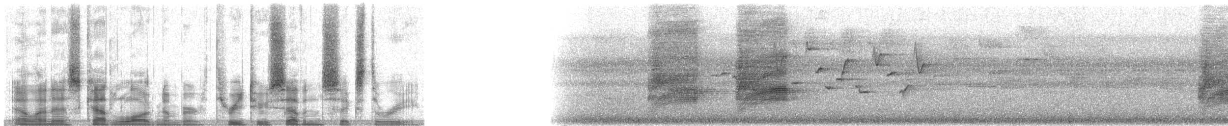 špaček bělokrký - ML32763