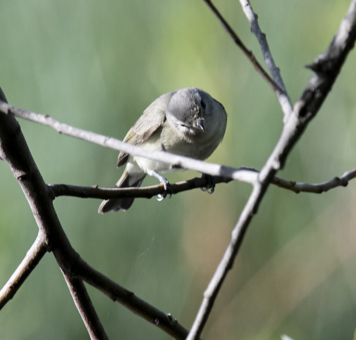 Warbling Vireo - ML327632221