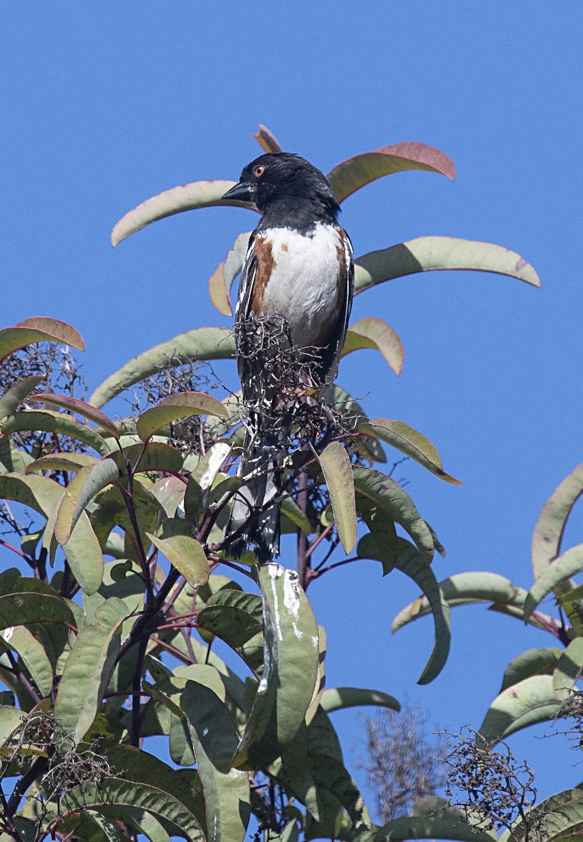 Spotted Towhee - ML327632571