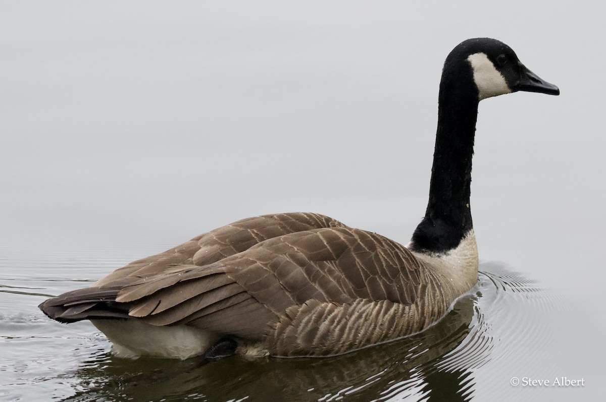 Canada Goose - ML327633831