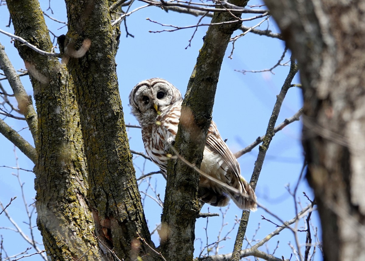 Barred Owl - jerry pruett