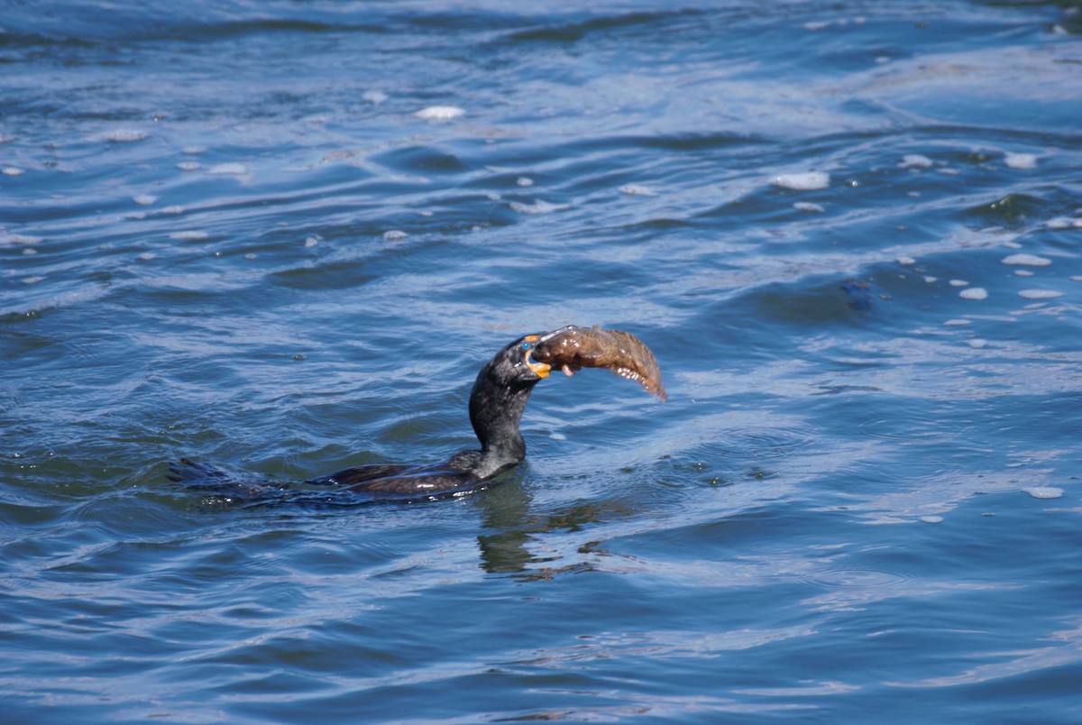 Double-crested Cormorant - ML327636381