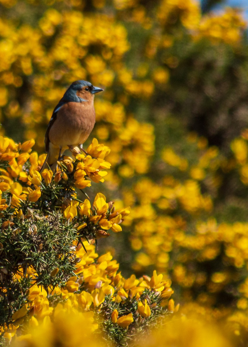 Common Chaffinch - ML327636491