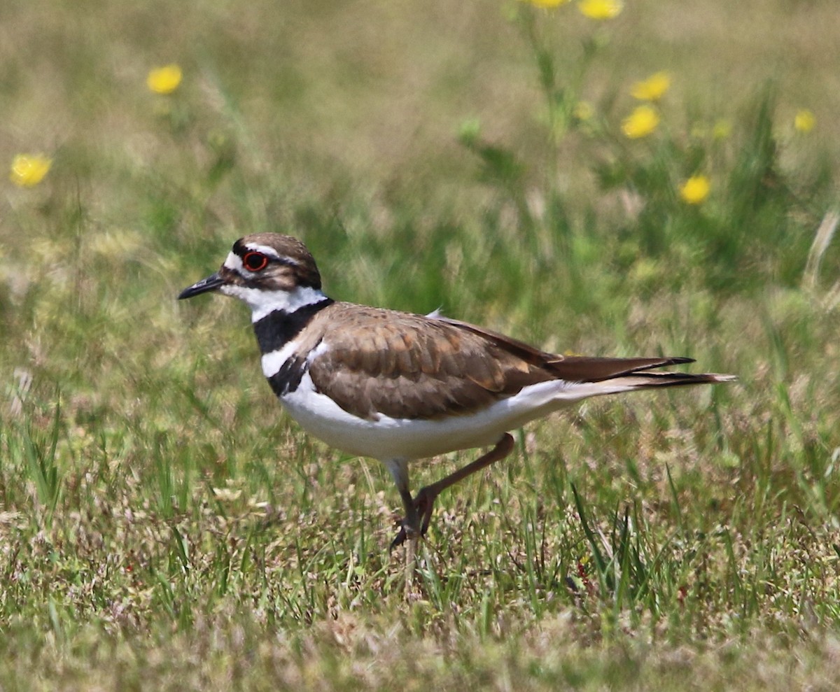 Killdeer - ML327636581