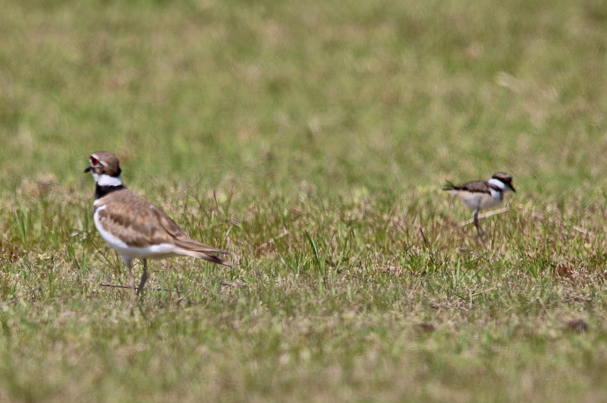 Killdeer - ML327636621
