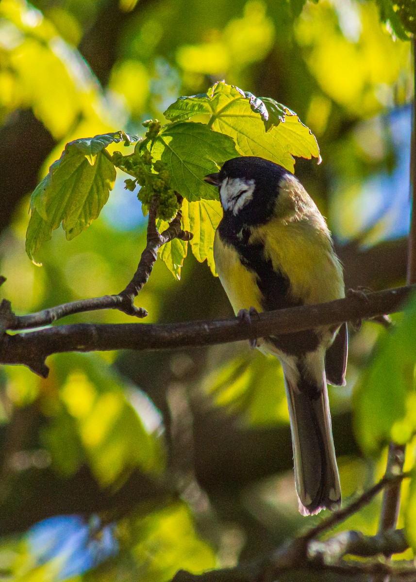 Great Tit - ML327636671