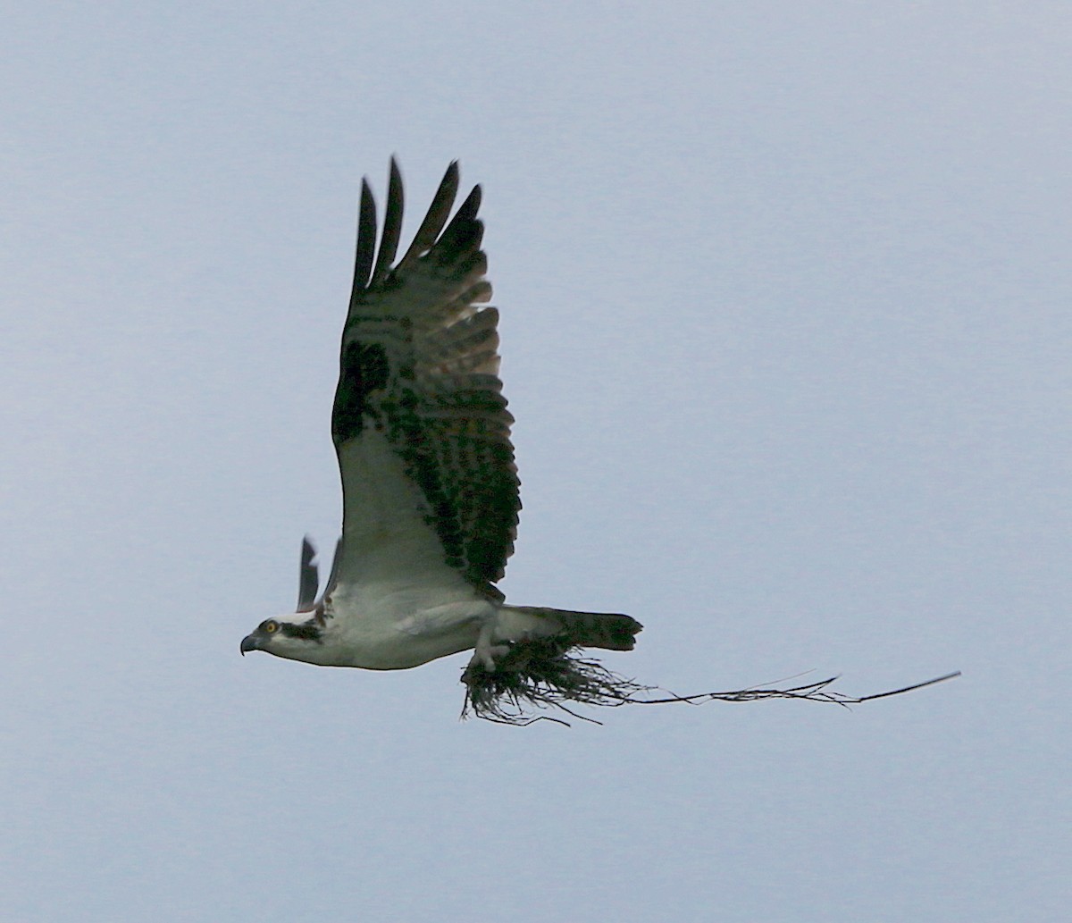 Osprey - ML327636851