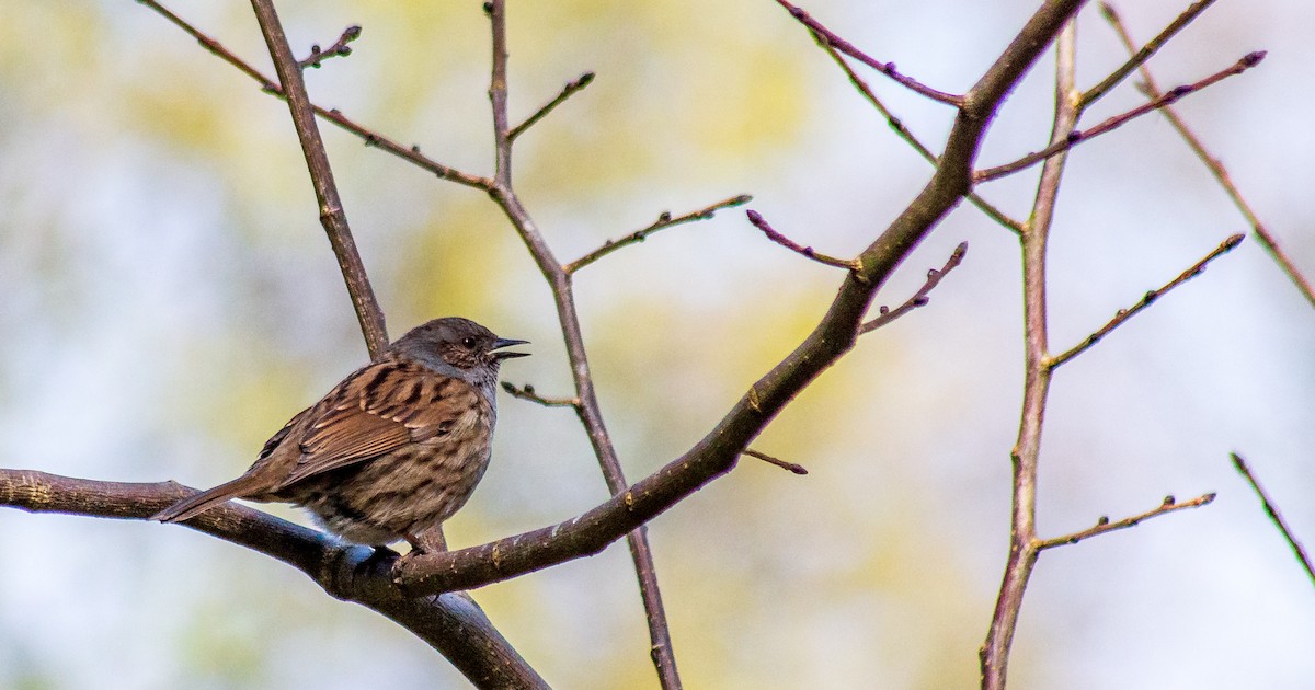 Dunnock - ML327636951