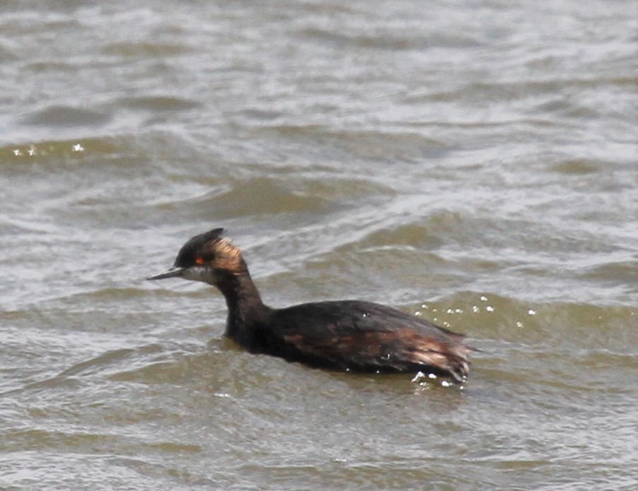 Eared Grebe - ML327637071