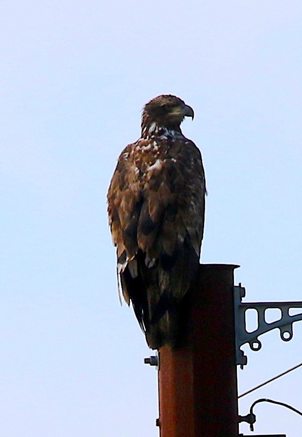 Bald Eagle - ML327637391
