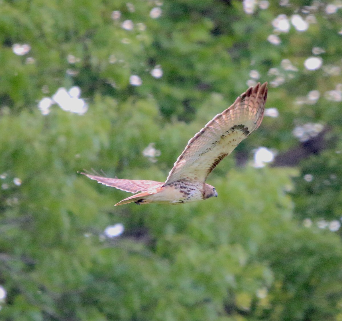 Red-tailed Hawk - ML327637581