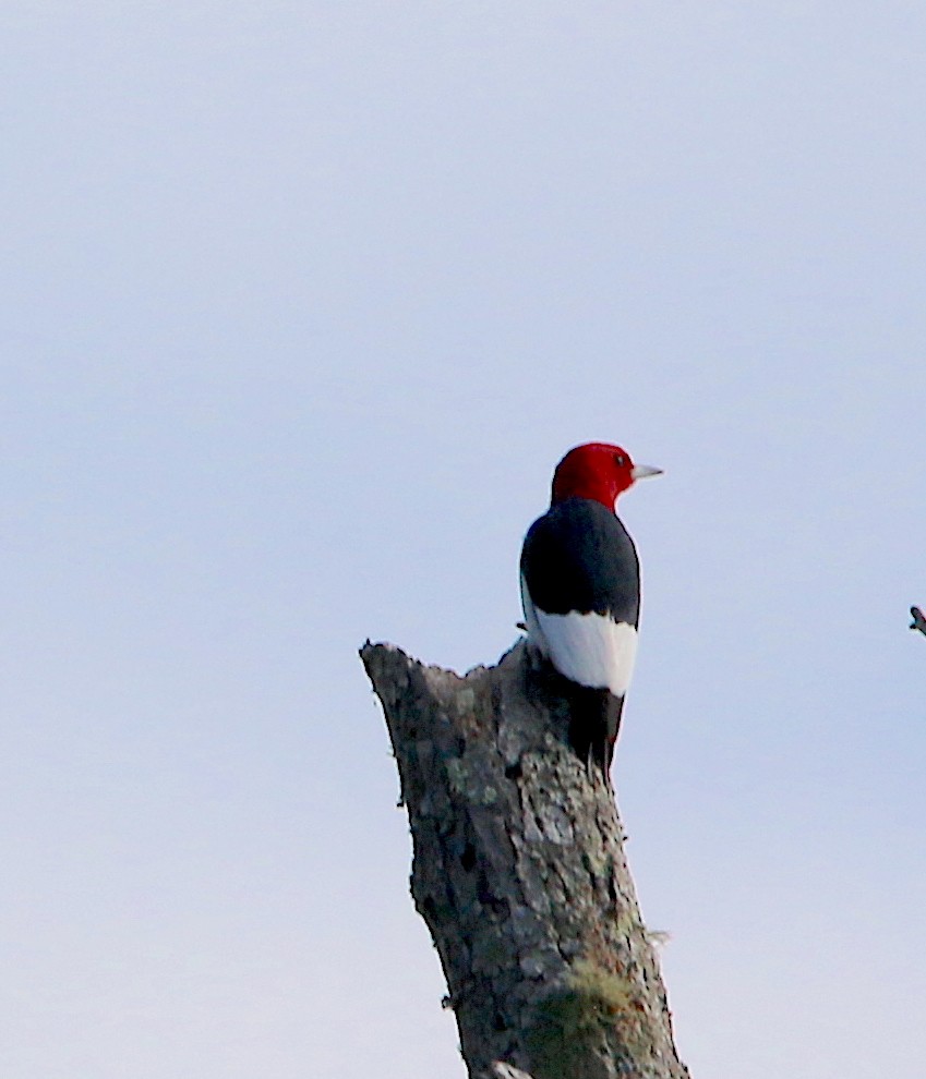 Red-headed Woodpecker - ML327637681