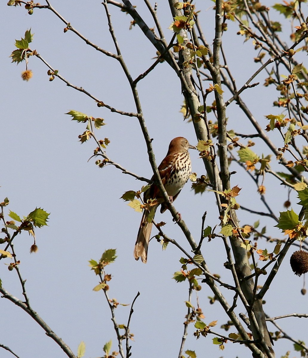 Brown Thrasher - ML327637861