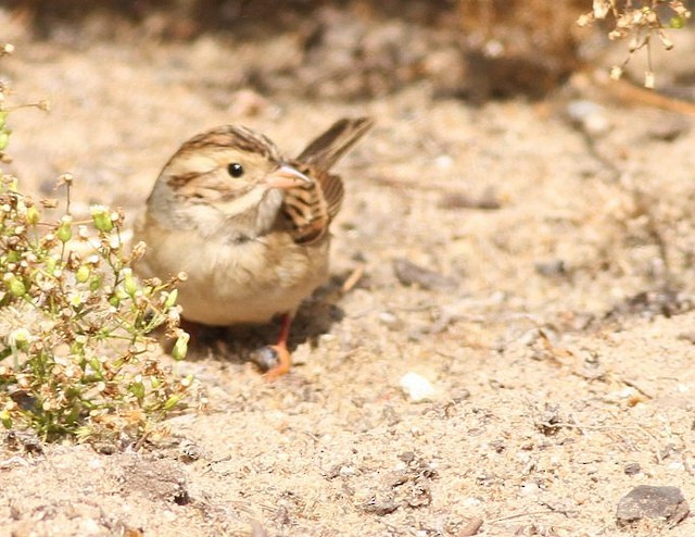 Clay-colored Sparrow - ML32763801