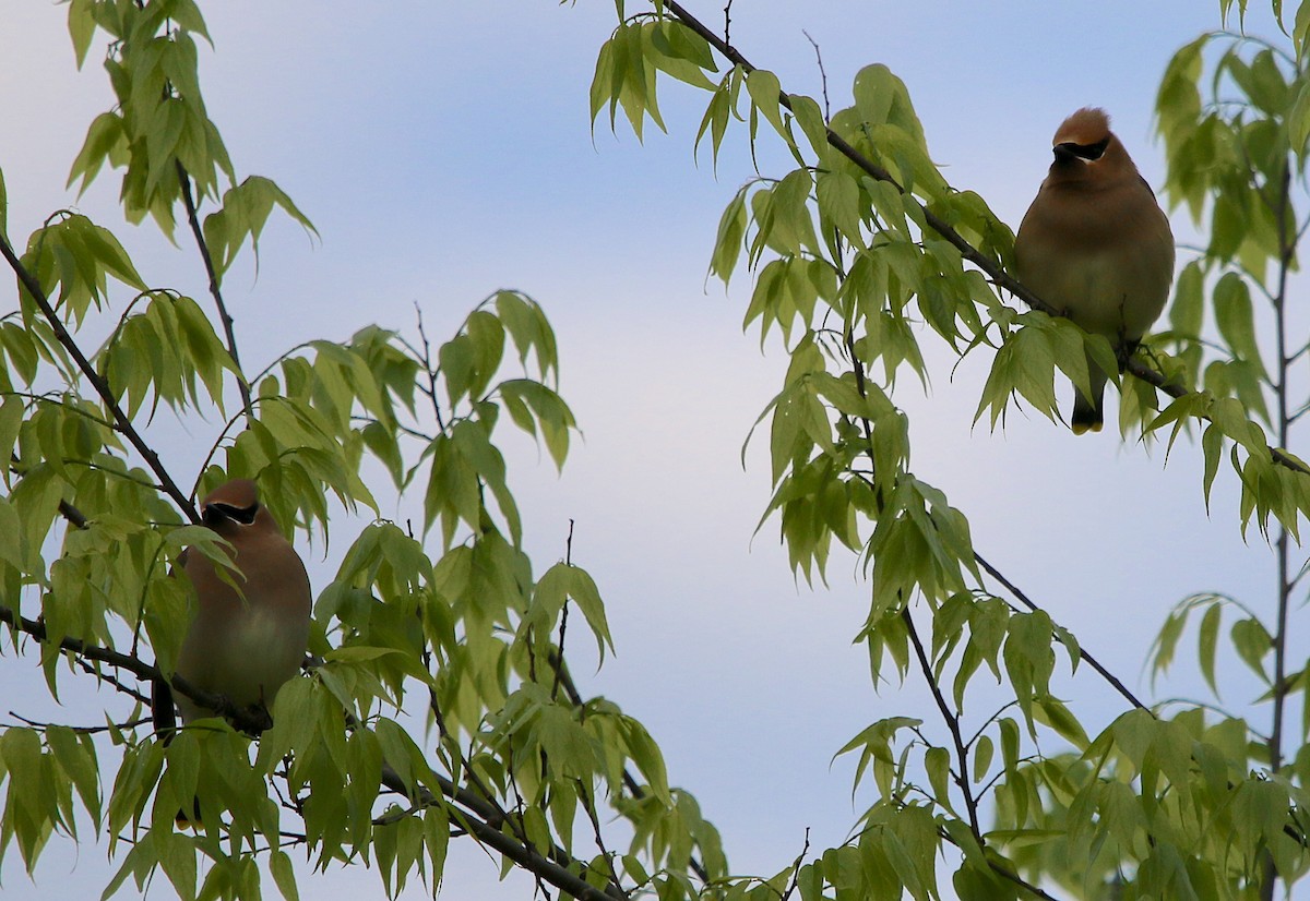 Cedar Waxwing - ML327638041