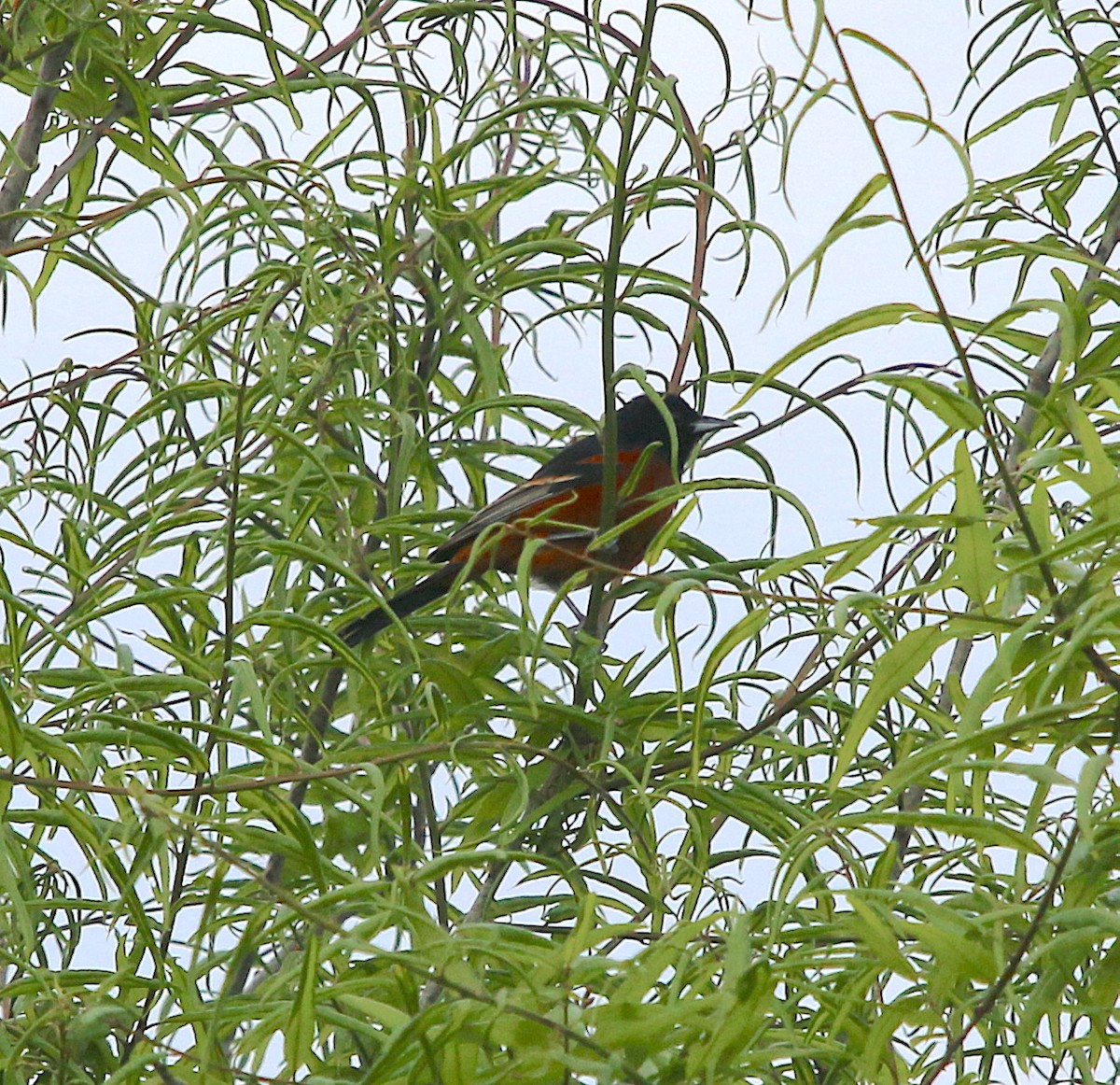 Orchard Oriole - ML327638191