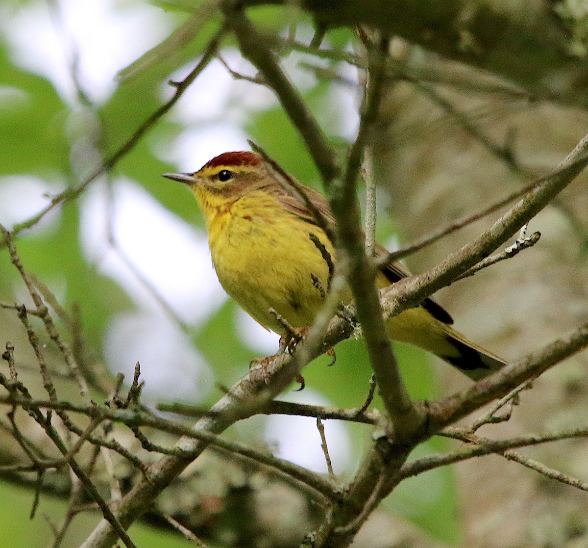 Palm Warbler - ML327638321