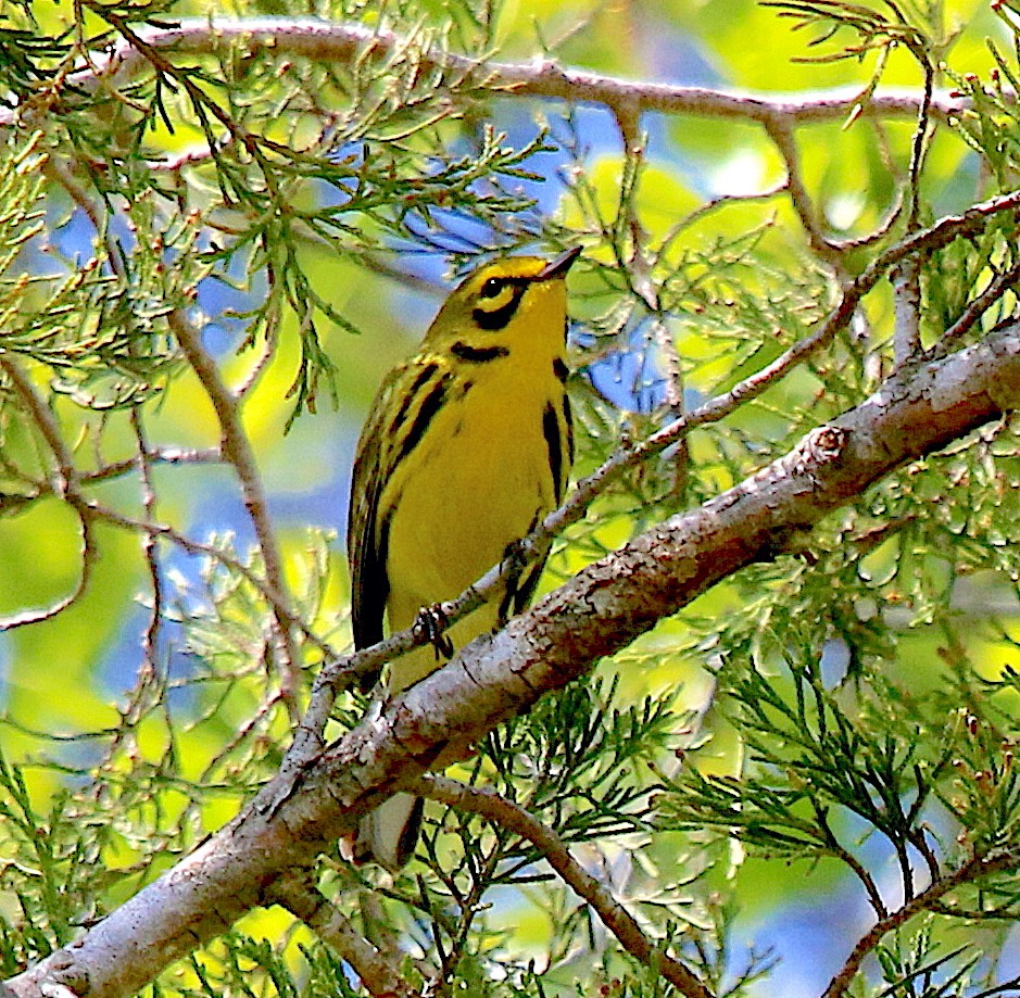 Prairie Warbler - ML327638391
